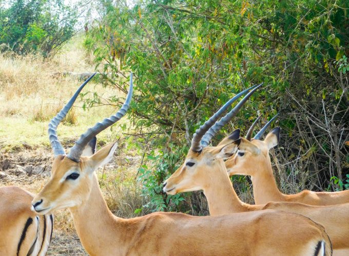 1 Day Akagera National Park