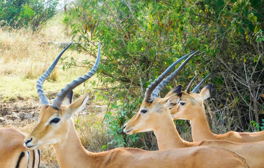 17 Days Savannah Special Safari