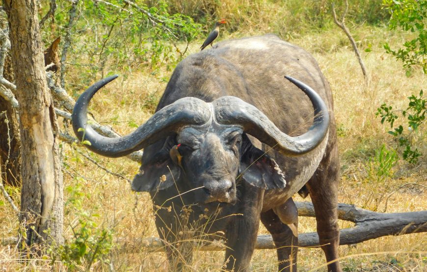17 Days Savannah Special Safari