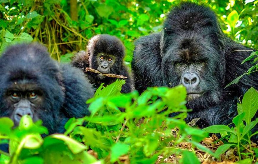 5 Days Golden Monkeys & Gorillas