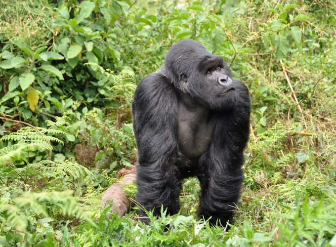 1 Day Gorilla Trekking Volcanoes