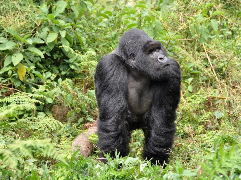 1 Day Gorilla Trekking Volcanoes