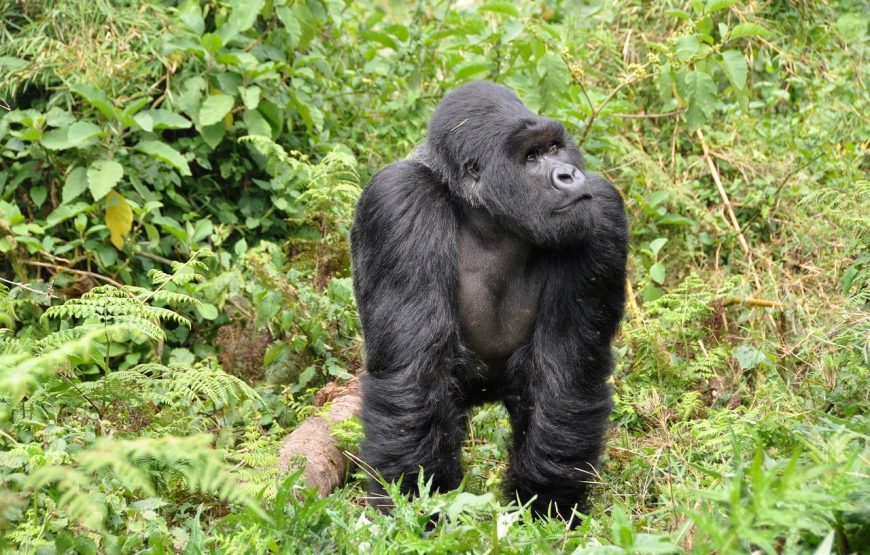 1 Day Gorilla Trekking Volcanoes