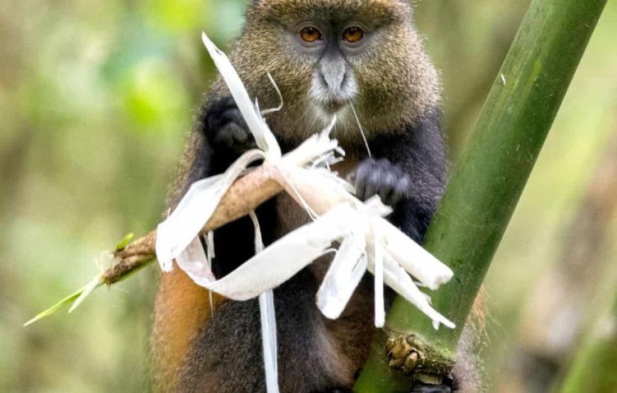 4 Days Gorilla Rwanda Trekking