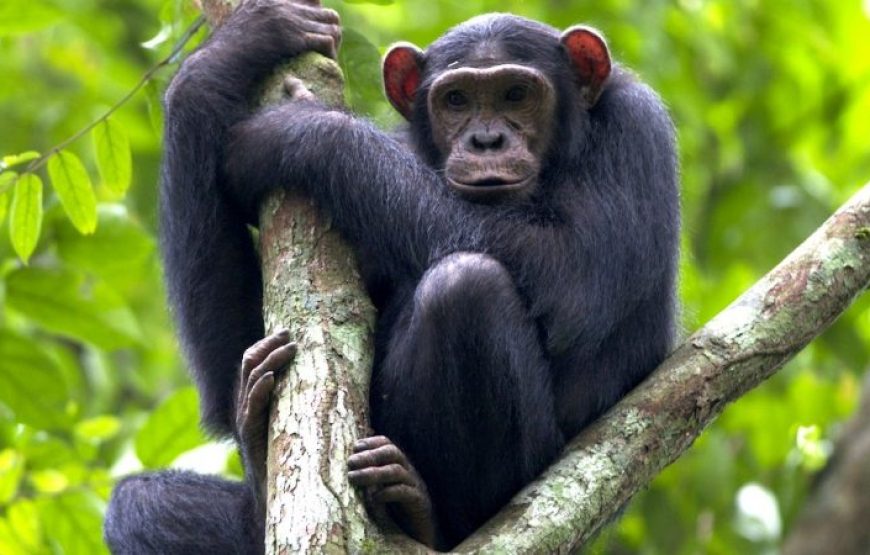 4 Days Gorilla Uganda Trekking Flying In