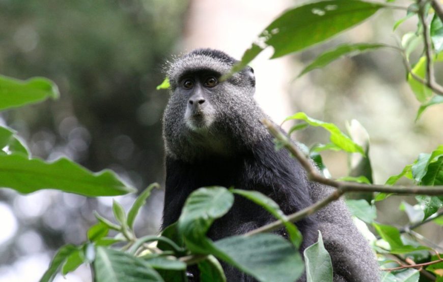 3 Days Gorilla Trekking Tour. Volcanoes National Park