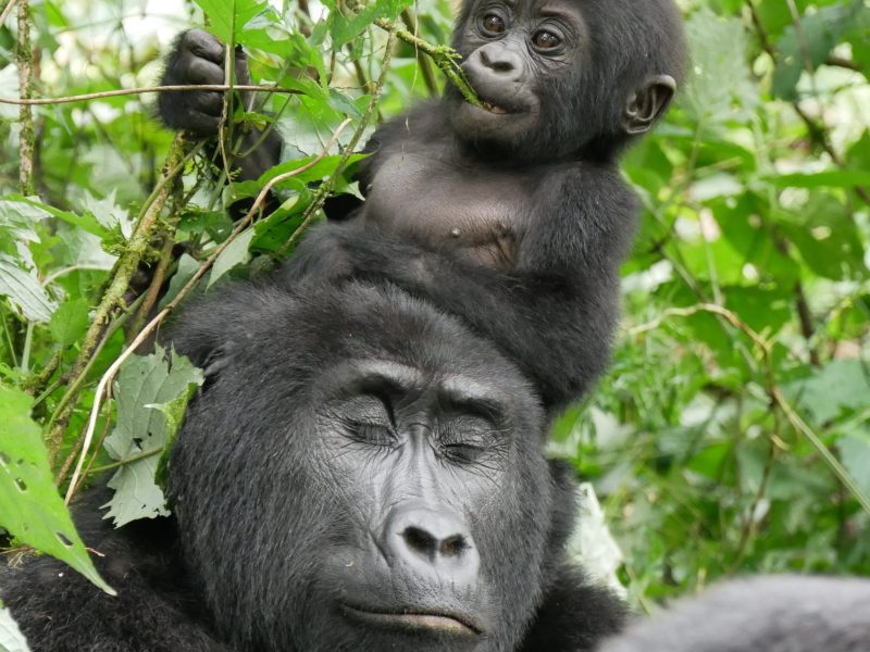 4 Days Gorilla Rwanda Trekking