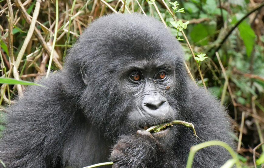 4 Days Gorilla Rwanda Trekking