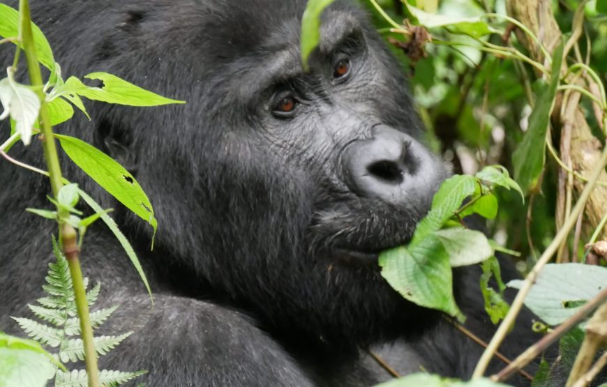 4 Days Gorilla Rwanda Trekking