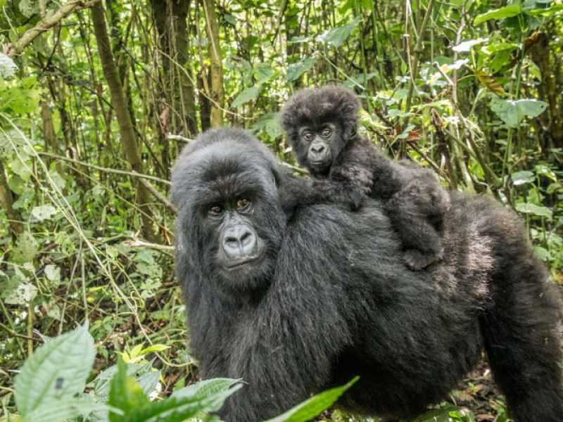 8 Days Primate Special Trekking