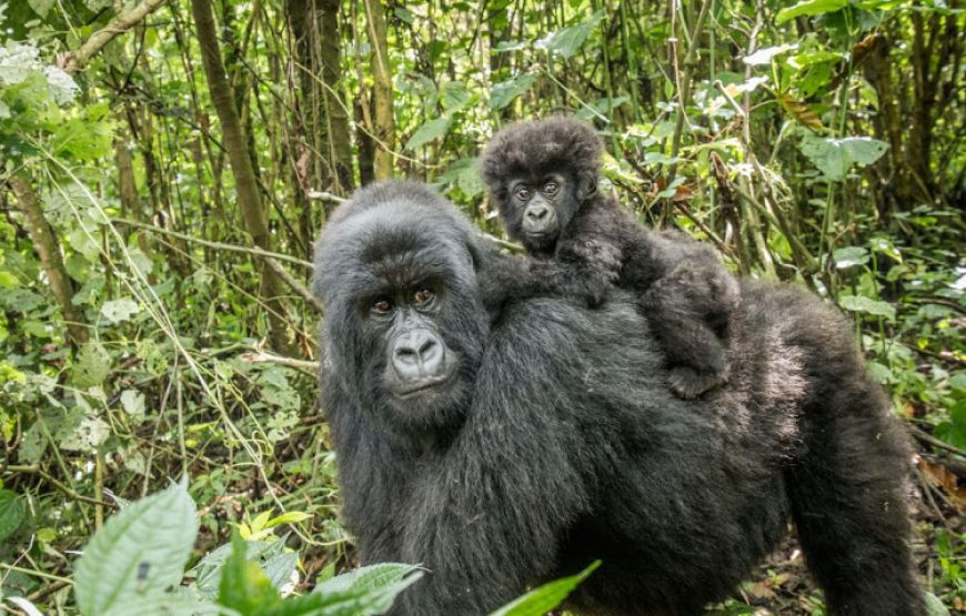 1 Day Gorilla Trekking Volcanoes