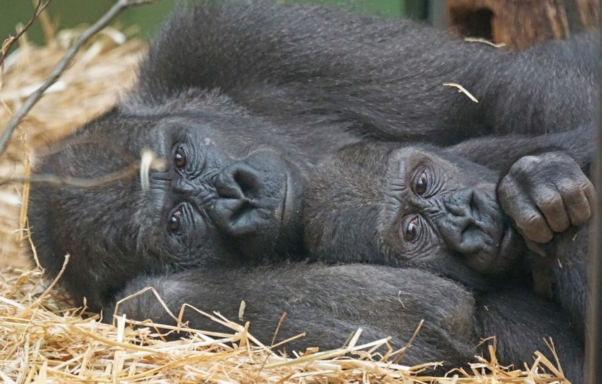 1 Day Gorilla Trekking Volcanoes