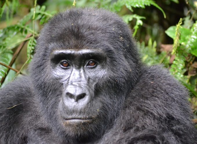 4 Days Gorilla Uganda Trekking Flying In