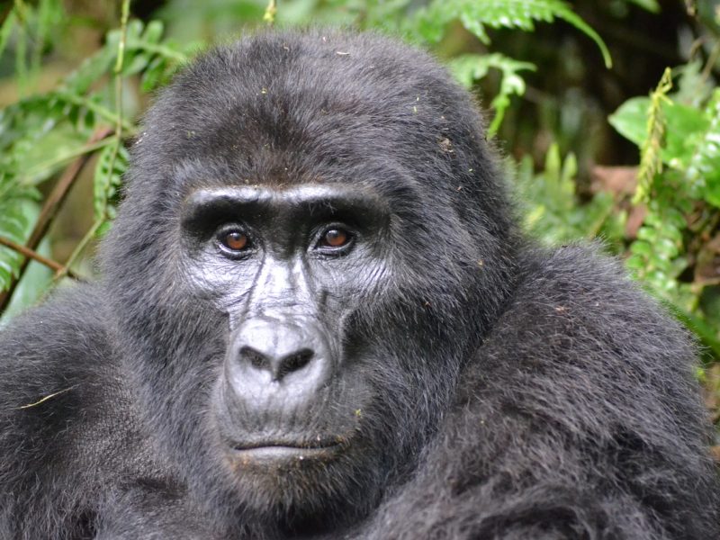 4 Days Gorilla Uganda Trekking Flying In