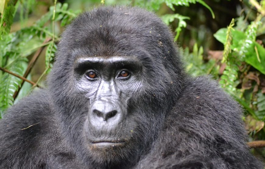 1 Day Gorilla Trekking Volcanoes