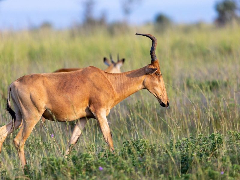 17 Days Savannah Special Safari