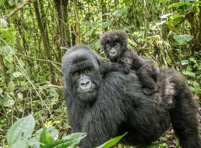 4 Days Mgahinga Gorilla or Golden Monkey Trekking