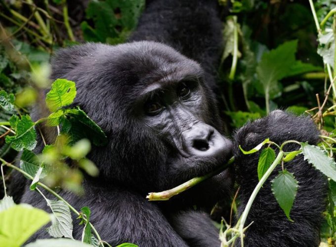 7 DAYS UGANDA PRIMATE ENCOUNTERS.
