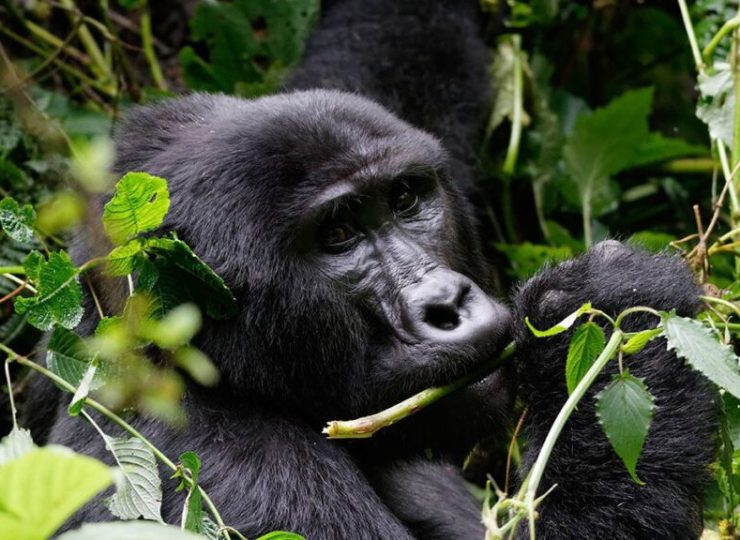 Rwanda