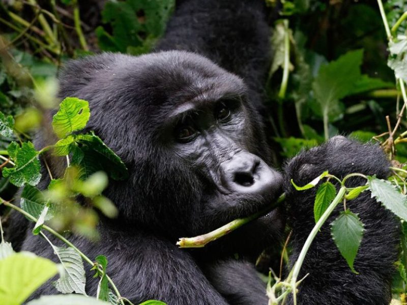 7 DAYS UGANDA PRIMATE ENCOUNTERS.