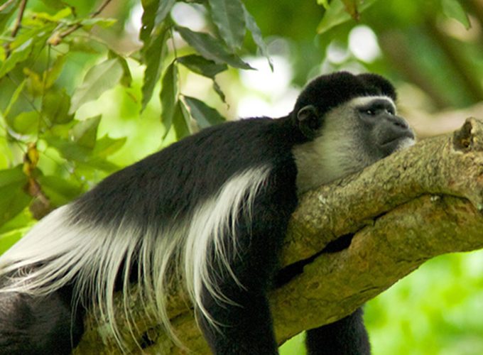 5 Days Golden Monkeys & Gorillas