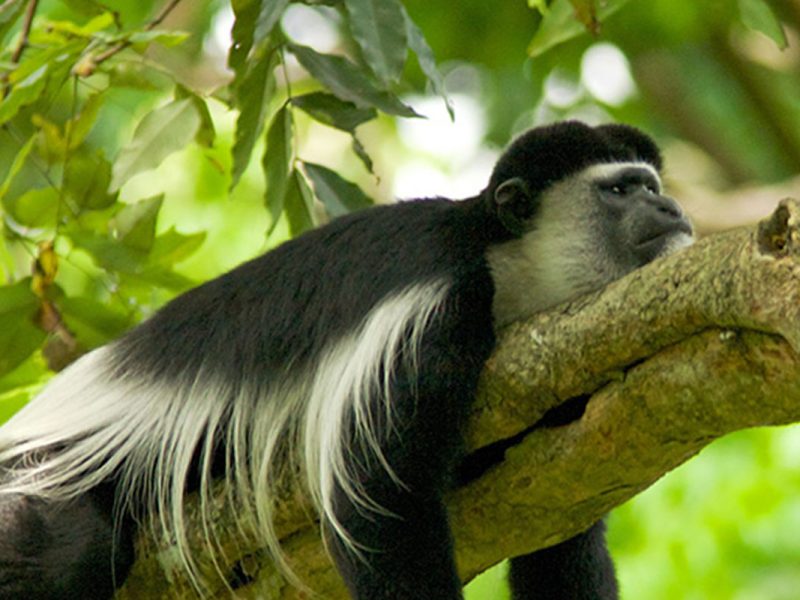 5 Days Golden Monkeys & Gorillas
