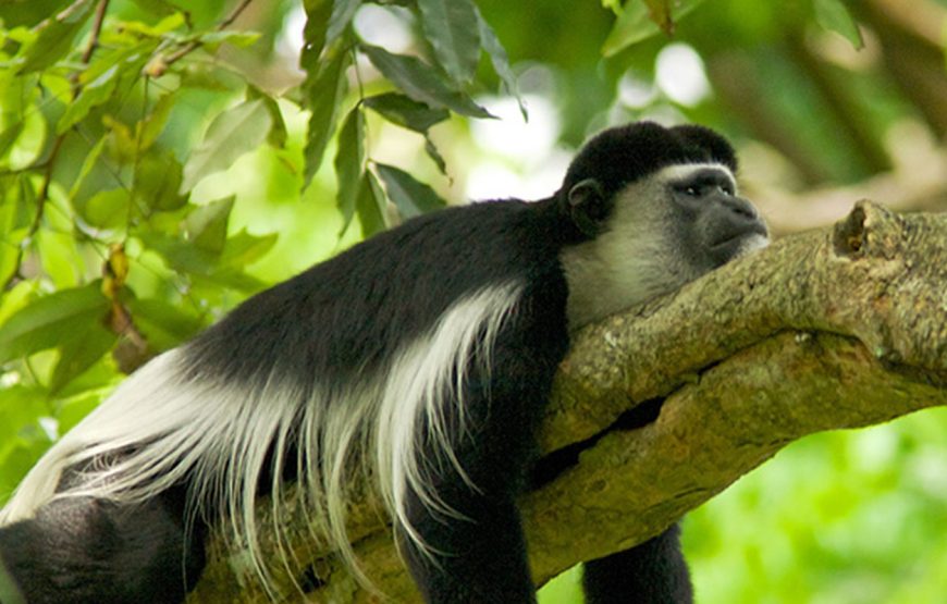 4 Days Mgahinga Gorilla or Golden Monkey Trekking