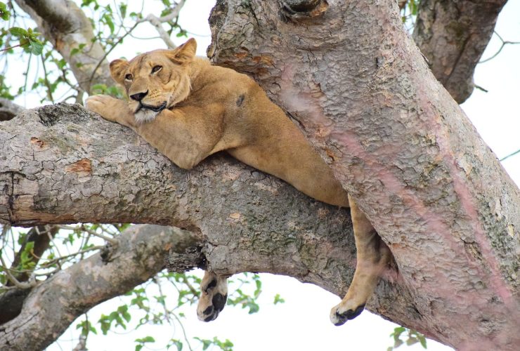 Tree Climbing lions in Queen Elizabeth National Park