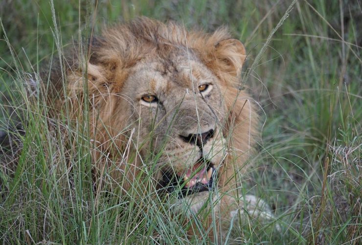 Big Five Animals