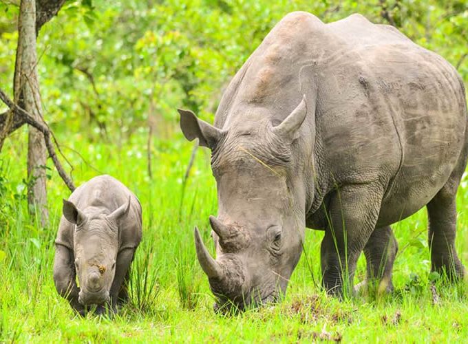 14 days ugandas untamed beauty, an exclusive safari