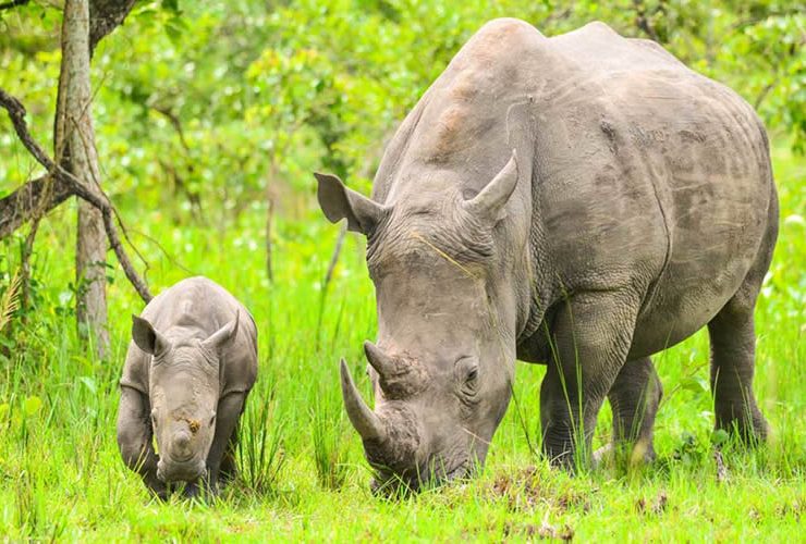 Ziwa Rhino Sanctuary