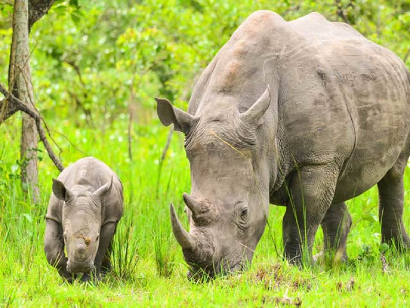 14 days ugandas untamed beauty, an exclusive safari