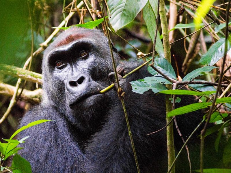 Top Tourism Activities in Congo