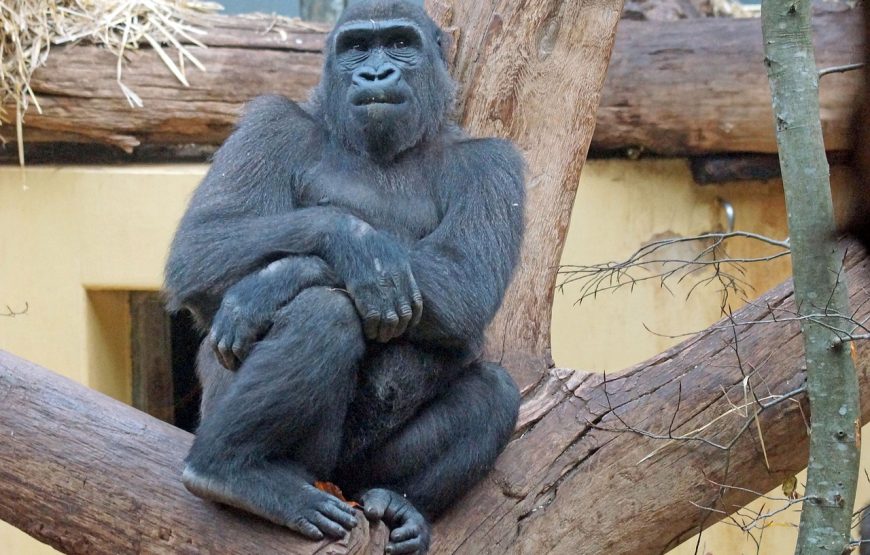 1 Day Gorilla Trekking Volcanoes