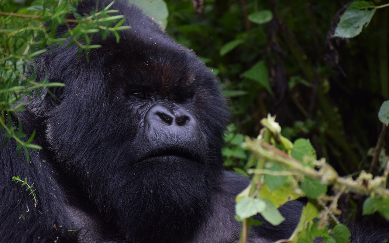 4 Days Gorilla Rwanda
