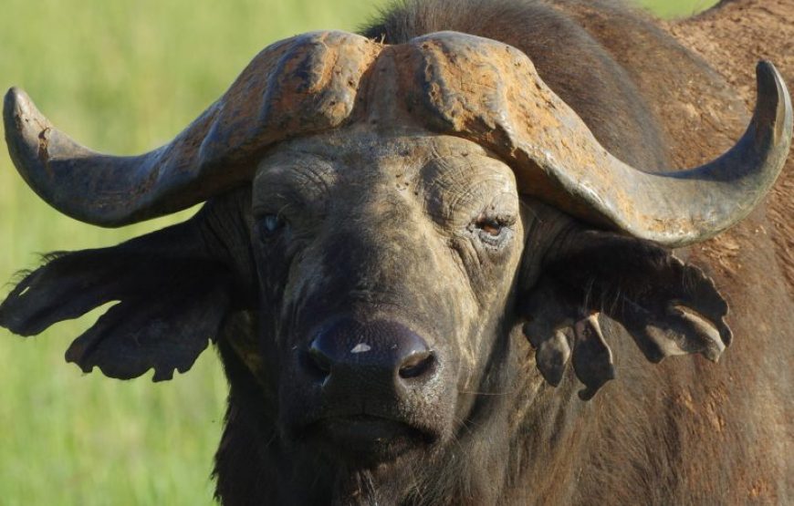 17 Days Savannah Special Safari