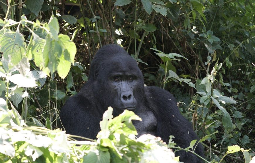 1 Day Gorilla Trekking Volcanoes
