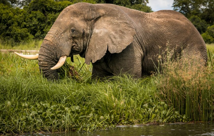 17 Days Savannah Special Safari