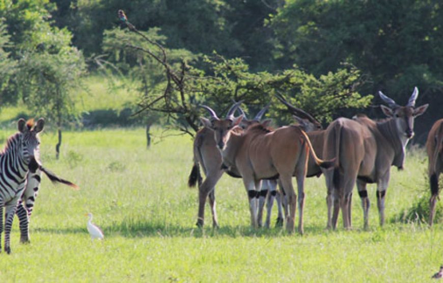 4 DAYS GORILLA TREKKING & WILDLIFE SAFARI IN UGANDA