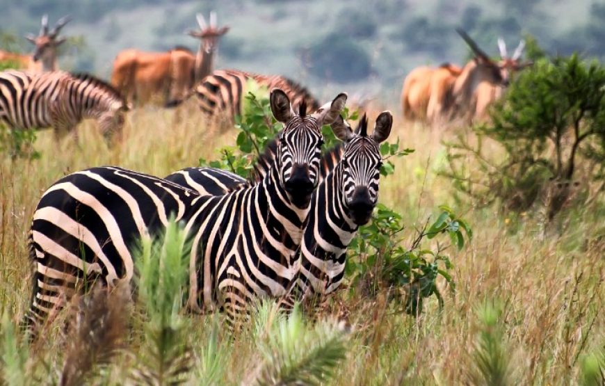3 Days Murchison Falls National Park. The Unmatched Safari