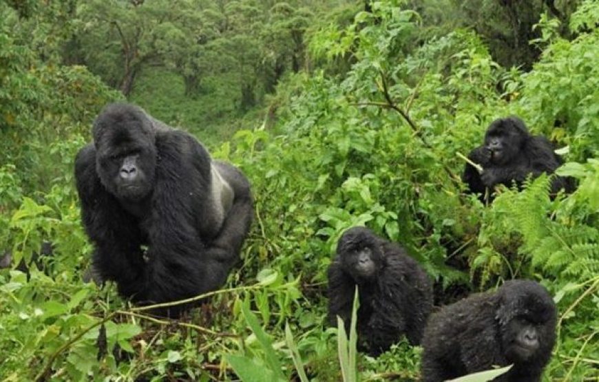3 DAYS. THE GORILLA ADVENTURE OF BWINDI FOREST NATIONAL PARK.