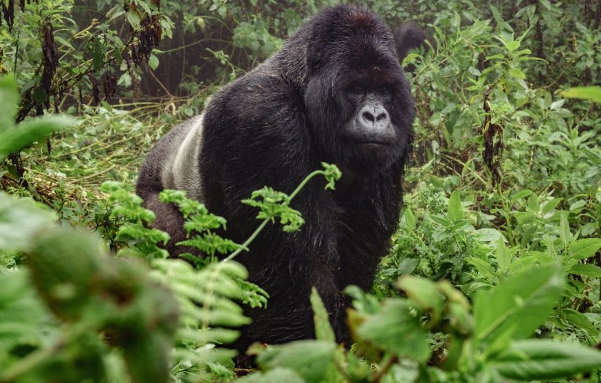 3 DAYS. THE GORILLA ADVENTURE OF BWINDI FOREST NATIONAL PARK.