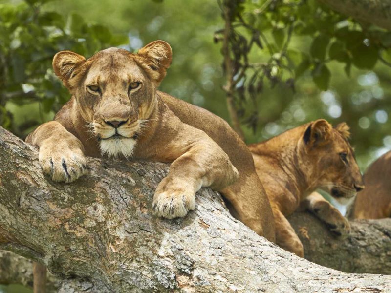 17 Days Savannah Special Safari
