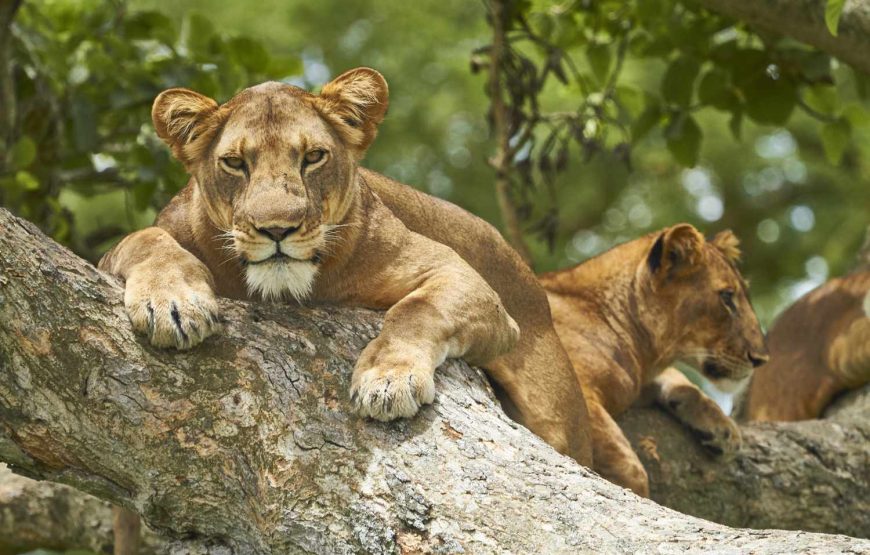 17 Days Savannah Special Safari
