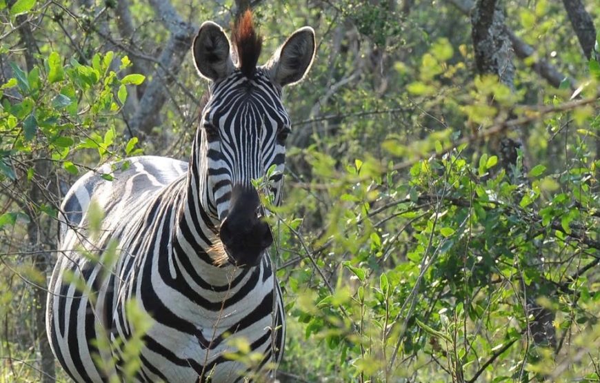 4 DAYS GORILLA TREKKING & WILDLIFE SAFARI IN UGANDA