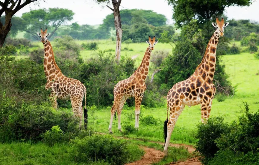 4 DAYS GORILLA TREKKING & WILDLIFE SAFARI IN UGANDA