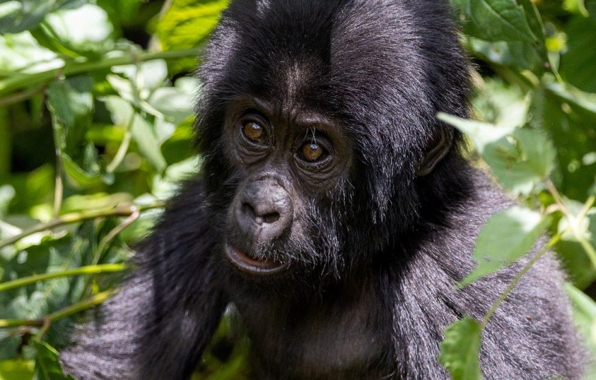 10 Days Primate Safari Uganda