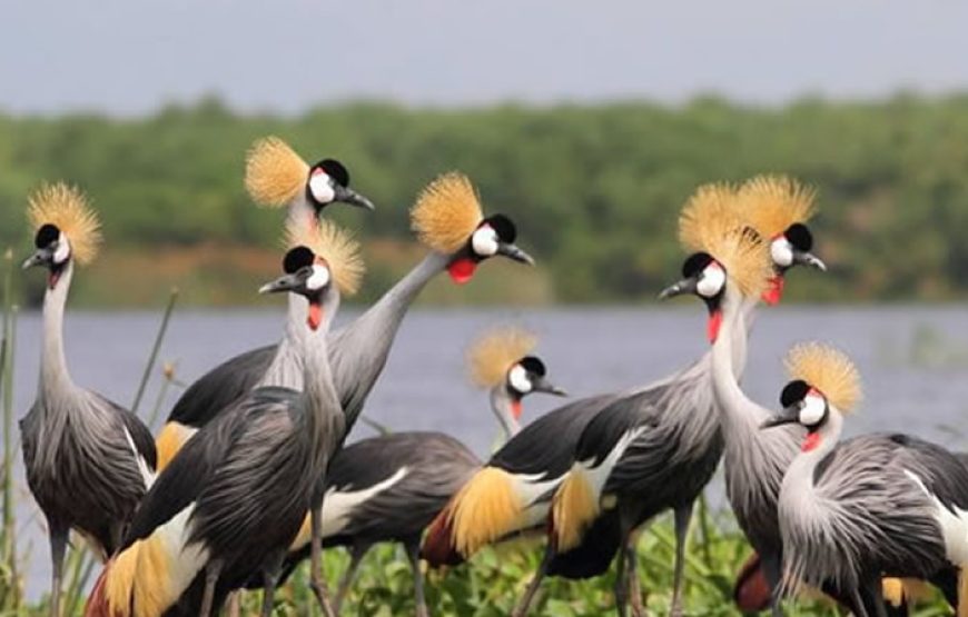 17 Days Savannah Special Safari