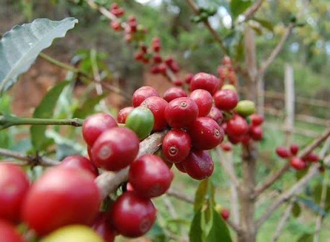 1 Day Coffee Experience Rwanda