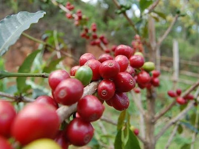 1 Day Coffee Experience Rwanda